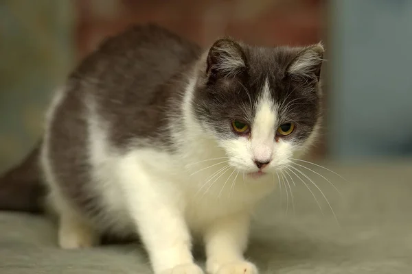 White Gray Young Cute Cat — Stock Photo, Image