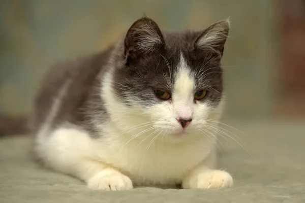 Blanco Con Gris Joven Lindo Gato — Foto de Stock