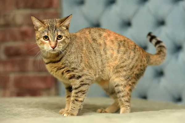 Genç Oynak Gri Kırmızı Kedi Ile Çizgili — Stok fotoğraf