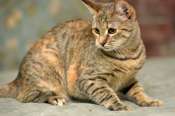 Jung Und Verspielt Gestreift Mit Grauer Und Roter Katze — Stockfoto