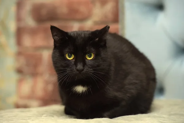 Charmante Zwarte Kat Met Een Witte Vlek Borst — Stockfoto