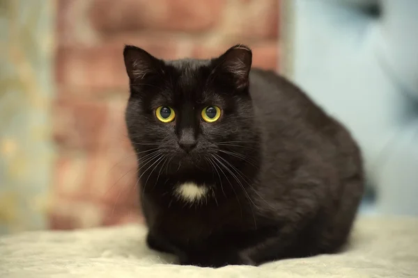 Okouzlující Černá Kočka Bílou Skvrnou Hrudi — Stock fotografie
