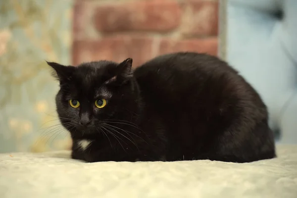 Encantador Gato Negro Con Una Mancha Blanca Pecho — Foto de Stock