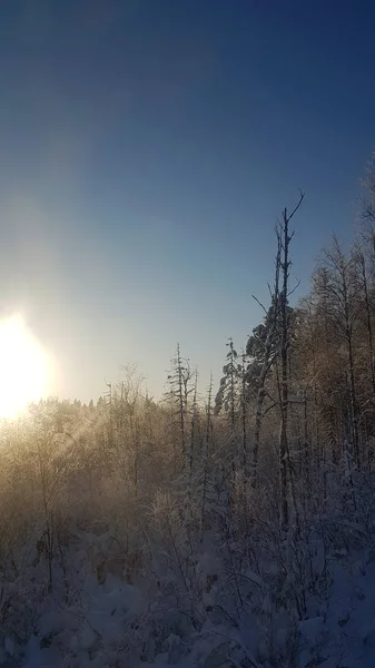 Hóval Borított Fák Erdő Hátsó Napfény — Stock Fotó