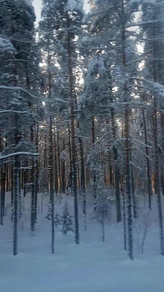 Arbres Couverts Neige Dans Forêt Soleil Arrière — Photo