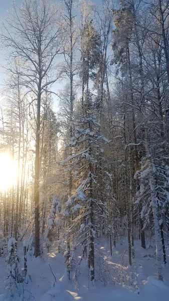 Árvores Cobertas Neve Floresta Luz Solar Volta — Fotografia de Stock