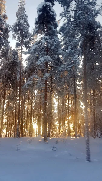 Árvores Cobertas Neve Floresta Luz Solar Volta — Fotografia de Stock