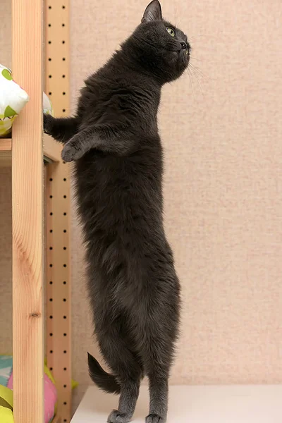 Śmieszne Kot Szary Stoi Łapach — Zdjęcie stockowe