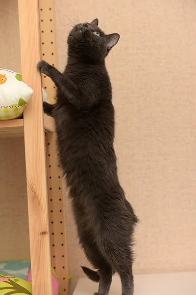 Gato Cinza Engraçado Fica Suas Patas Traseiras — Fotografia de Stock