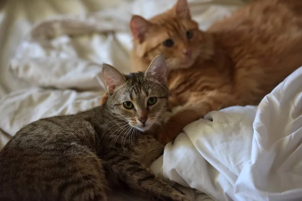 Vänskap Två Randiga Katter Orange Och Grå — Stockfoto