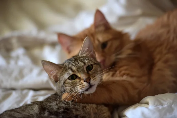 Vriendschap Van Twee Katten Van Gestreepte Oranje Grijs — Stockfoto