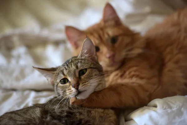 つのストライプの猫 オレンジ グレーの友情 — ストック写真