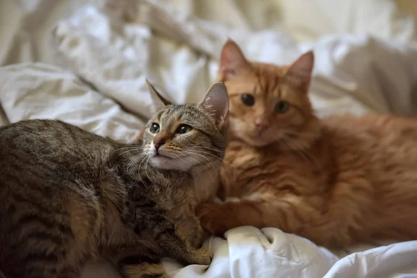 Vänskap Två Randiga Katter Orange Och Grå — Stockfoto