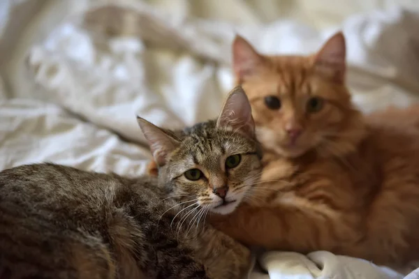Amizade Dos Dois Gatos Listrados Laranja Cinza — Fotografia de Stock