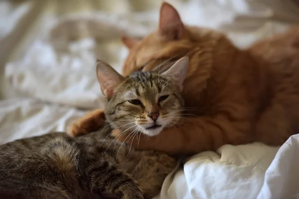 Amizade Dos Dois Gatos Listrados Laranja Cinza — Fotografia de Stock