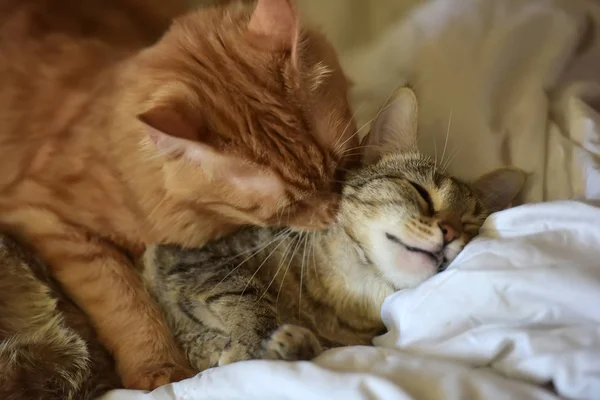 Vänskap Två Randiga Katter Orange Och Grå — Stockfoto