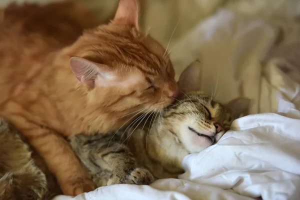 Amizade Dos Dois Gatos Listrados Laranja Cinza — Fotografia de Stock