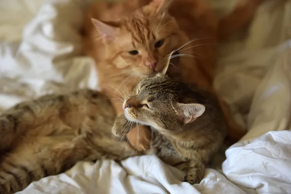 Amizade Dos Dois Gatos Listrados Laranja Cinza — Fotografia de Stock