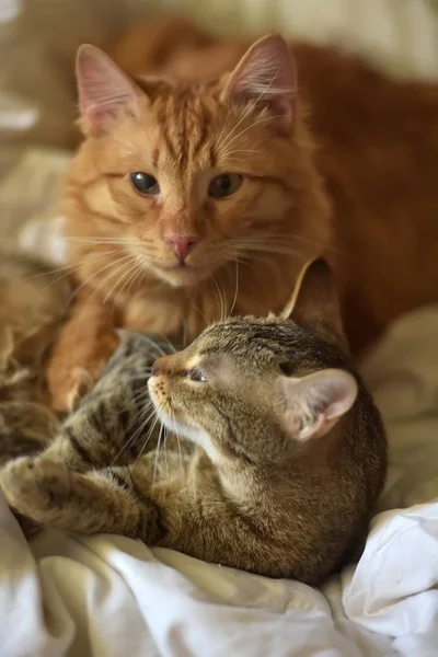 Amizade Dos Dois Gatos Listrados Laranja Cinza — Fotografia de Stock