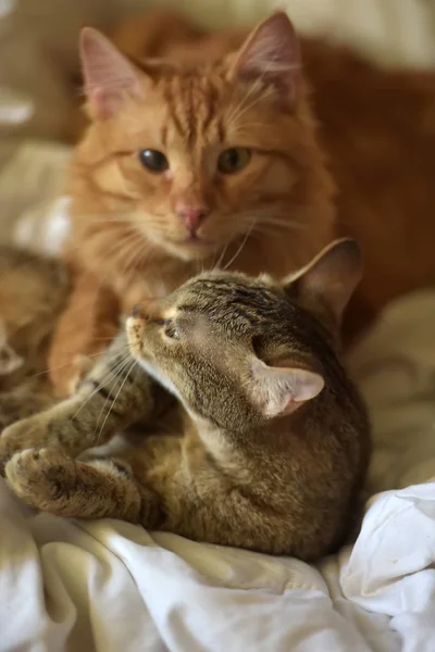Дружба Двух Полосатых Кошек Оранжевых Серых — стоковое фото