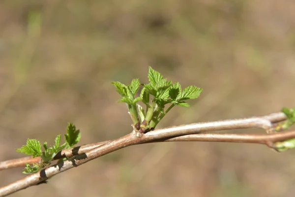 Folhas Jovens Primavera Arbusto — Fotografia de Stock