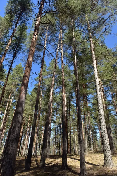 Tall Pine Trees Spring Forest — Stock Photo, Image