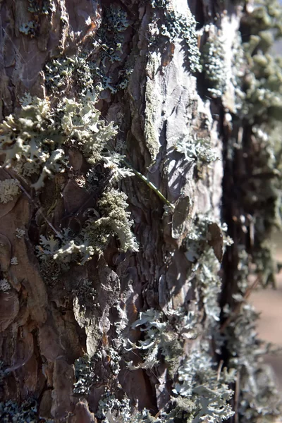 Pine Bark Med Mossa Norra Skogen — Stockfoto