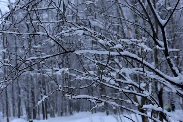 Όμορφα Χειμερινά Δέντρα Κλαδιά Πολύ Χιόνι — Φωτογραφία Αρχείου