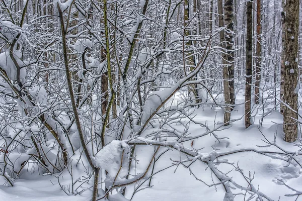 Hermosos Árboles Invierno Ramas Con Mucha Nieve — Foto de Stock