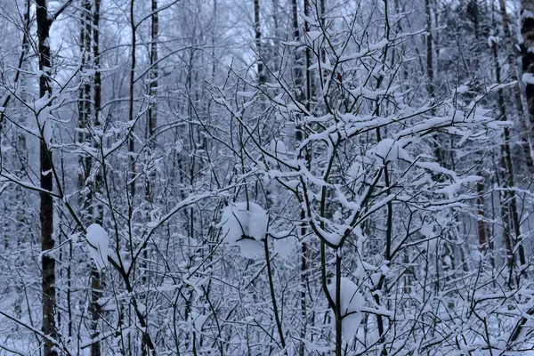 Hermosos Árboles Invierno Ramas Con Mucha Nieve —  Fotos de Stock