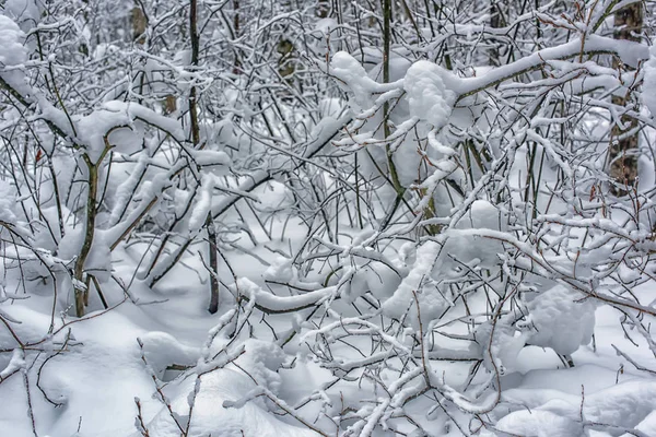 Красивые Ветви Зимних Деревьев Большим Количеством Снега — стоковое фото
