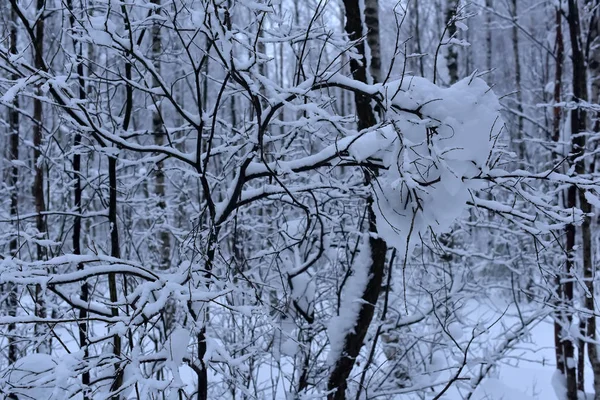 Όμορφα Χειμερινά Δέντρα Κλαδιά Πολύ Χιόνι — Φωτογραφία Αρχείου