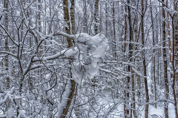 Belos Galhos Árvores Inverno Com Muita Neve — Fotografia de Stock
