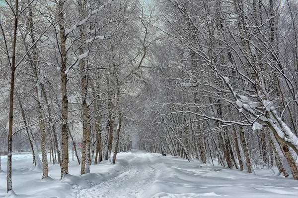 美しい白い雪に覆われた林道 — ストック写真