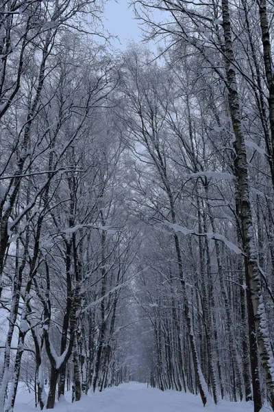 Bela Estrada Branca Floresta Nevada — Fotografia de Stock