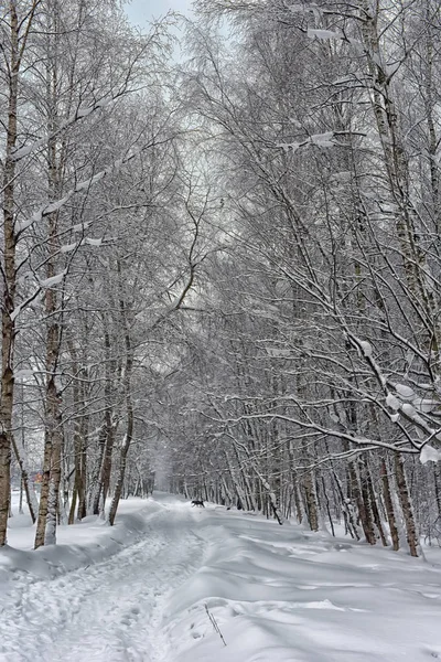 Зимняя Дорога Покрытая Снегом Через Лес — стоковое фото