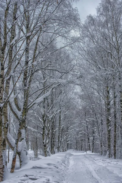 Prachtige Wit Besneeuwde Woud Weg — Stockfoto