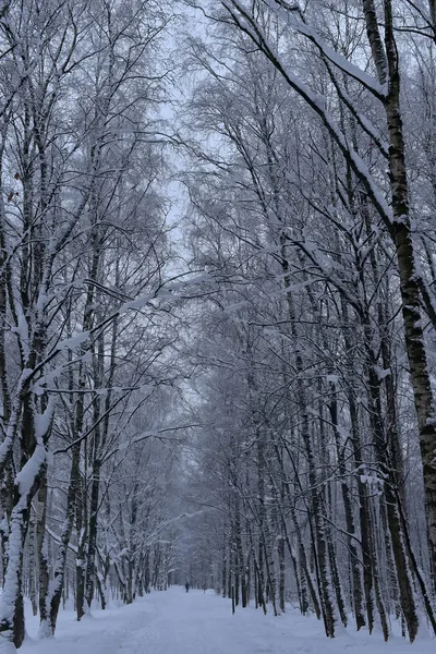 Hermoso Camino Blanco Nevado Bosque —  Fotos de Stock