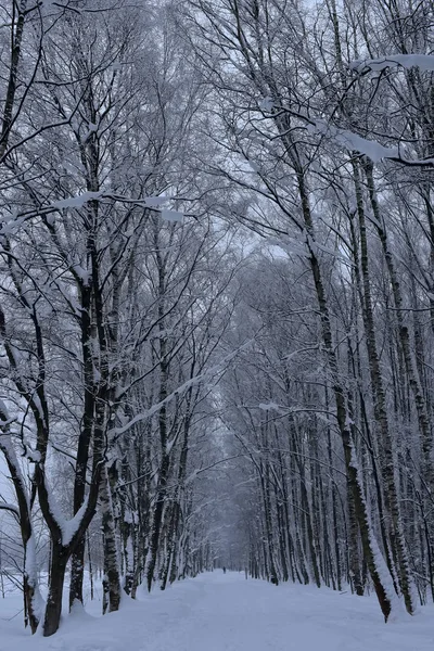 Estrada Inverno Coberta Neve Através Uma Floresta — Fotografia de Stock