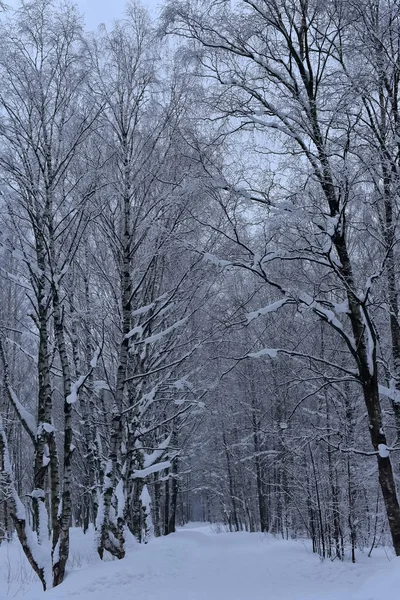 Estrada Inverno Coberta Neve Através Uma Floresta — Fotografia de Stock