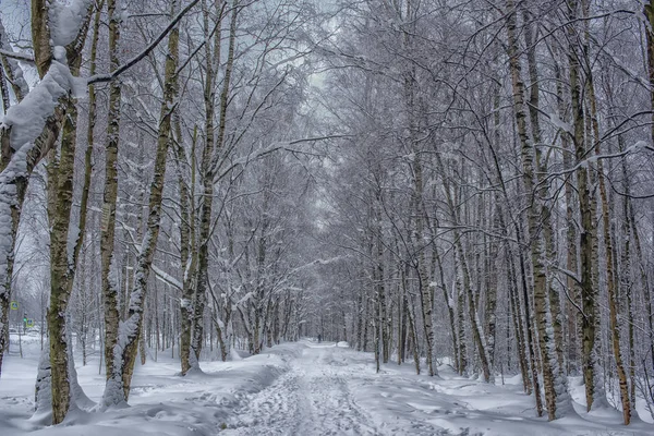 Zimní Silnice Pokryta Sněhem Lesem — Stock fotografie