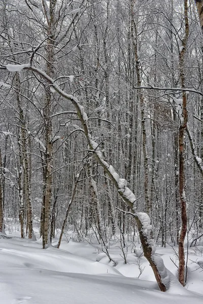 Árvores Floresta Monte Neve — Fotografia de Stock