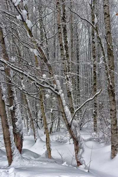 Drzew Lesie Dużo Śniegu — Zdjęcie stockowe