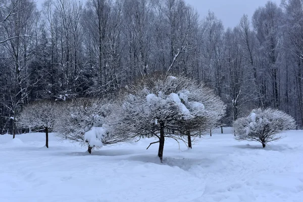 stock image snow-covered, trimmed trees in the park