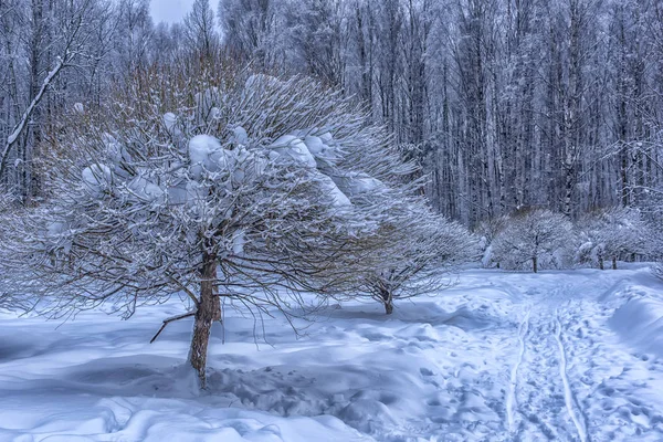 Pokryte Śniegiem Przycięte Drzewa Parku — Zdjęcie stockowe