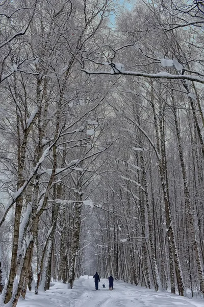 Zasněžené Stromy Lesní Rostliny Přírodní Zimní Vánoční Pozadí — Stock fotografie