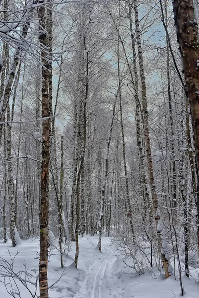 Árboles Cubiertos Nieve Plantas Del Bosque Fondo Navidad Invierno Natural —  Fotos de Stock