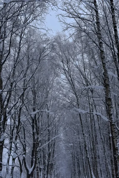 Κλάδοι Του Δέντρου Χειμώνα Κάτω Από Τις Κορυφές Του Χιονιού — Φωτογραφία Αρχείου