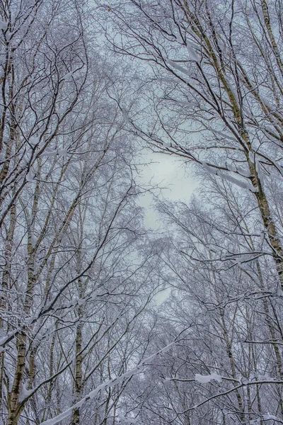 Branches Arbres Hiver Sous Les Sommets Neige — Photo