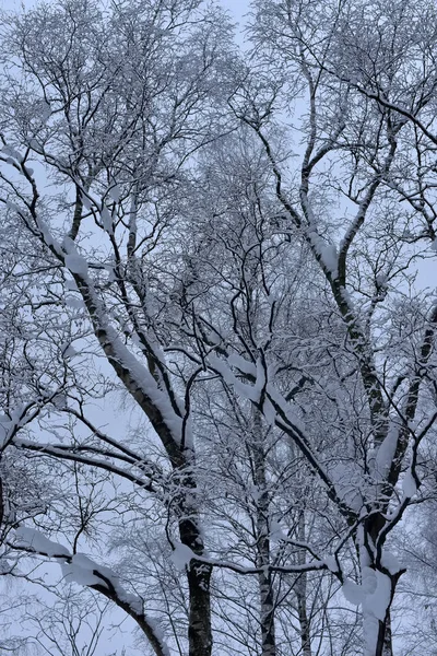 Branches Arbres Hiver Sous Les Sommets Neige — Photo